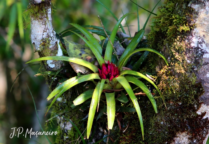 Aechmea recurvata