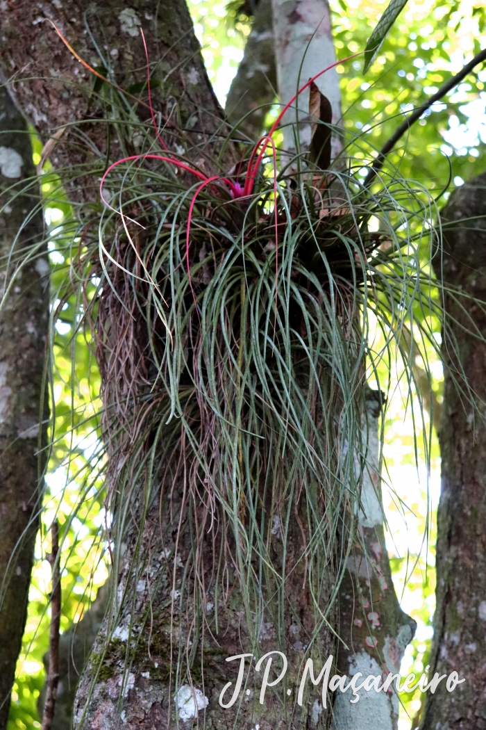 Aechmea recurvata