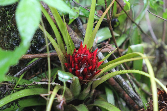 Aechmea recurvata