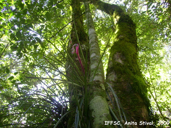 Billbergia nutans