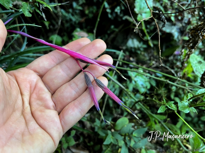 Billbergia nutans