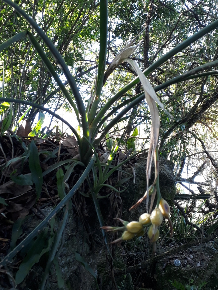 Billbergia nutans