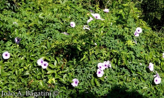 Ipomoea cairica