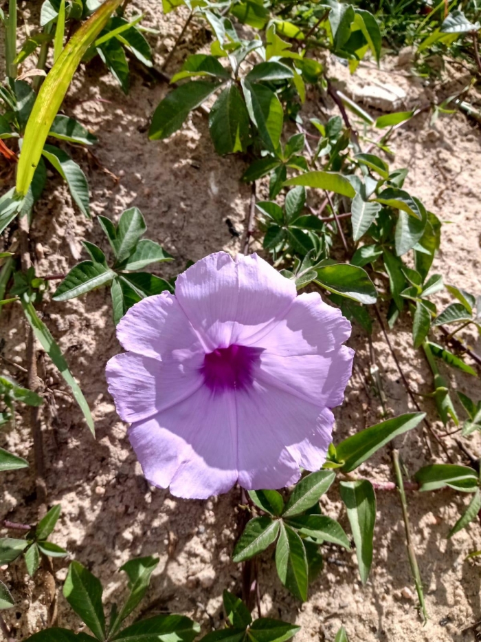 Ipomoea cairica