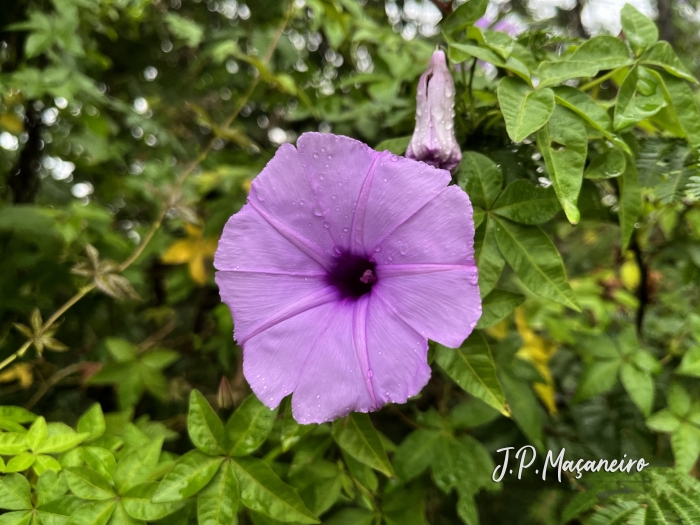 Ipomoea cairica