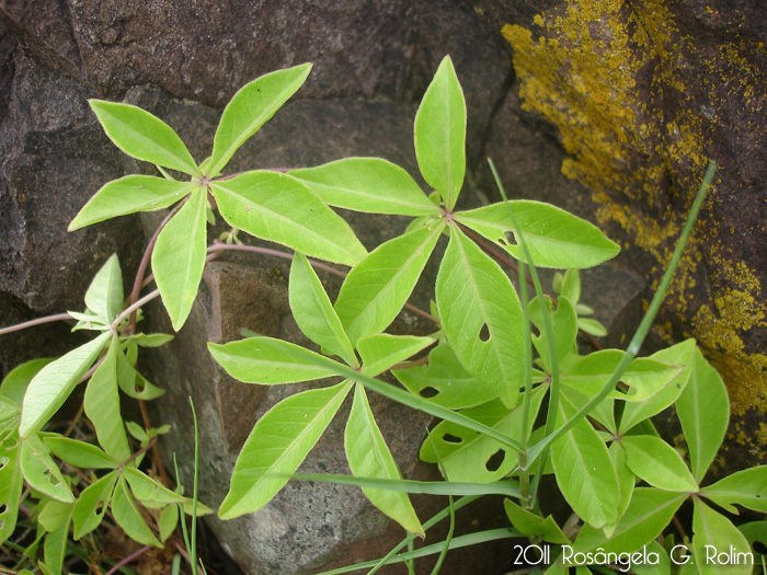 Ipomoea cairica