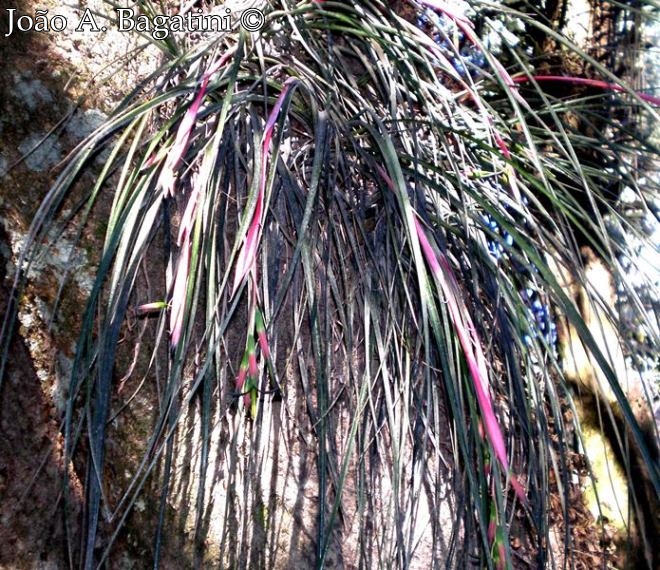 Billbergia nutans