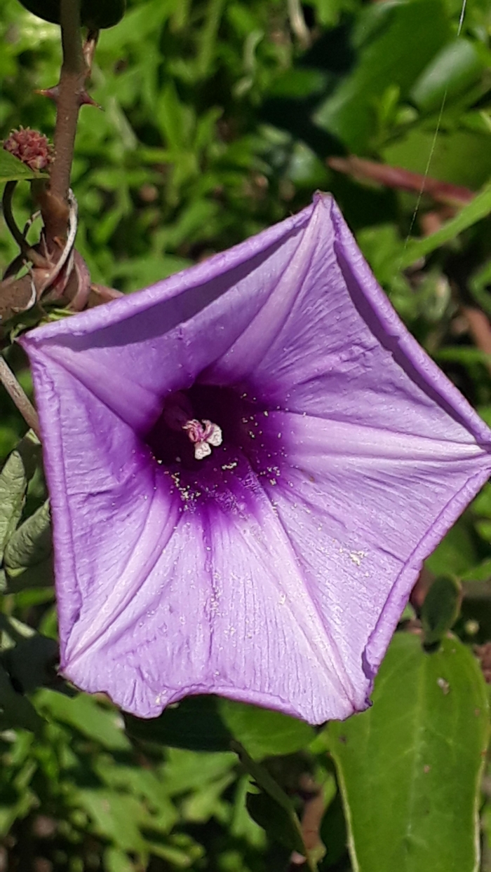 Ipomoea cairica