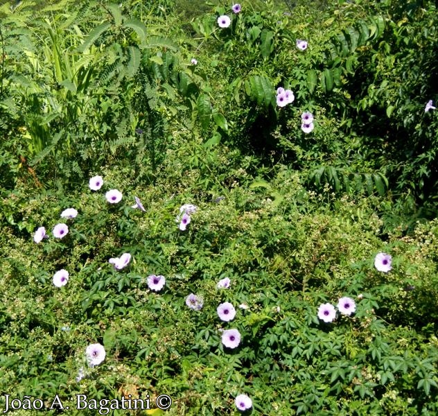 Ipomoea cairica