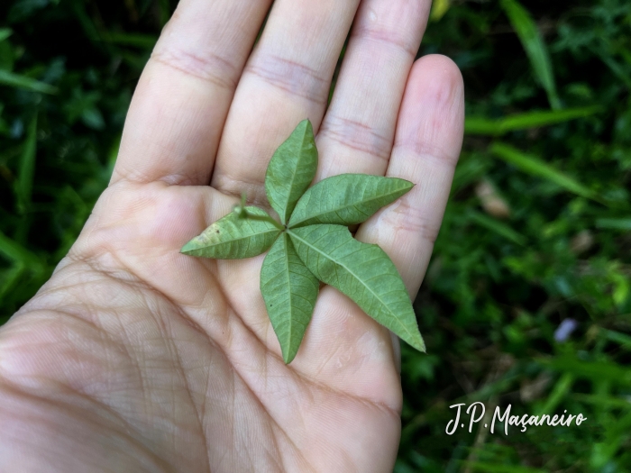 Ipomoea cairica