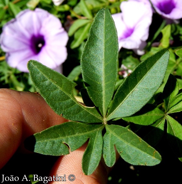 Ipomoea cairica