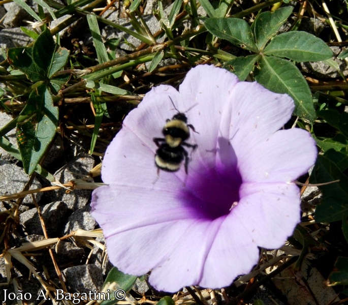 Ipomoea cairica