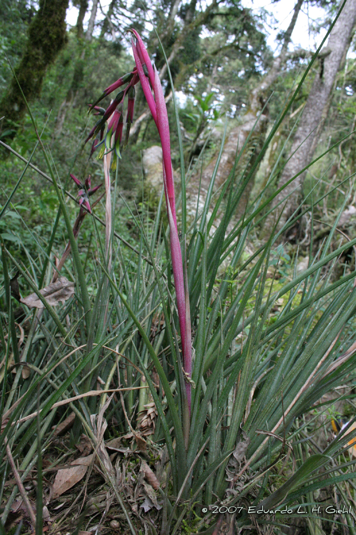 Billbergia nutans