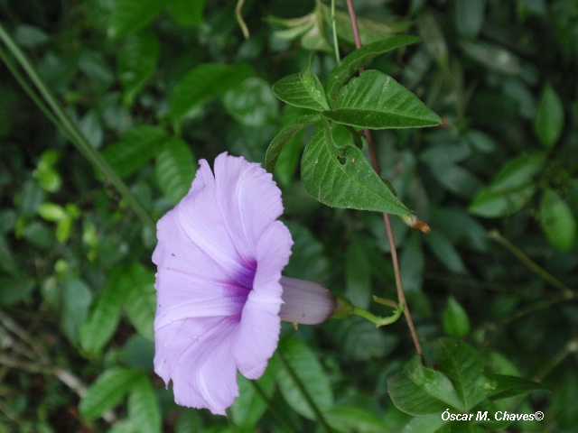 Ipomoea cairica