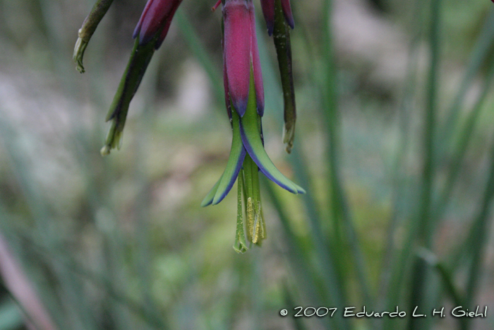 Billbergia nutans