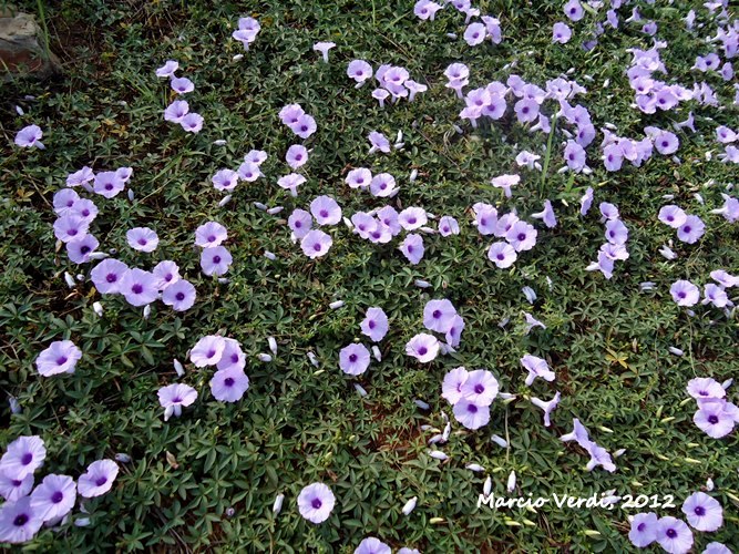 Ipomoea cairica