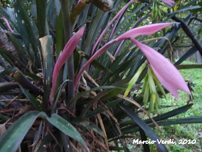 Billbergia distachya