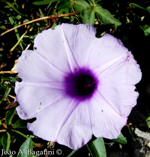 Ipomoea cairica