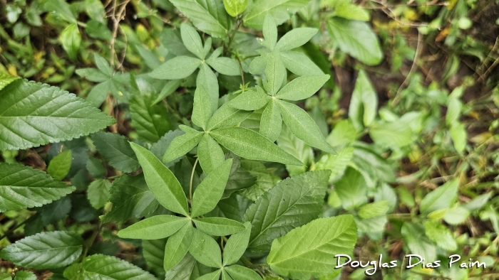 Ipomoea cairica