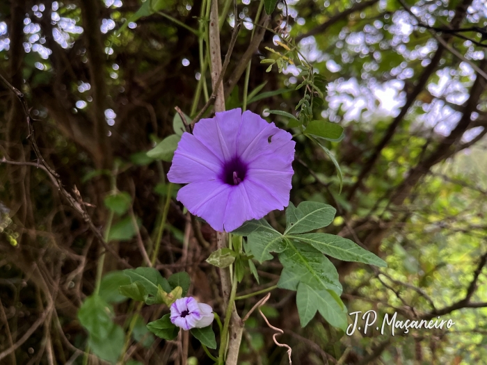 Ipomoea cairica
