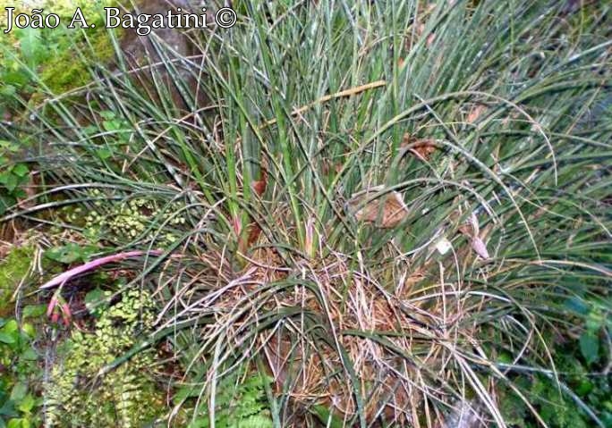 Billbergia nutans