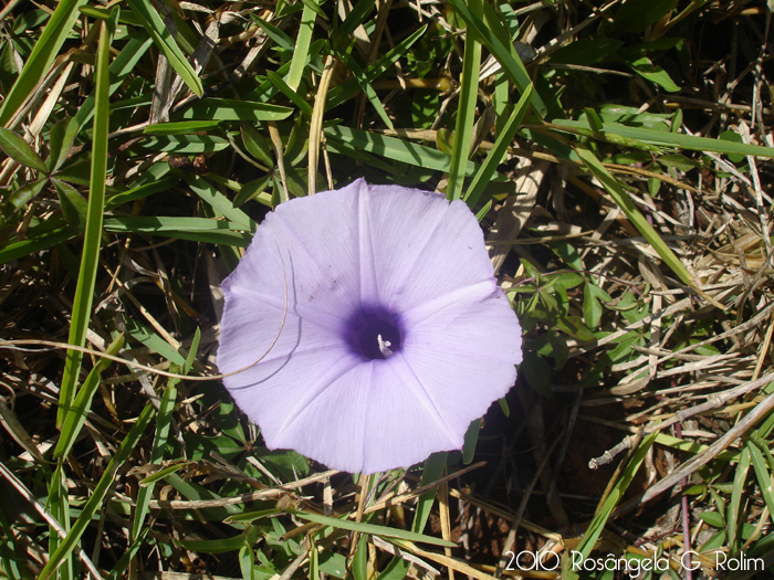 Ipomoea cairica