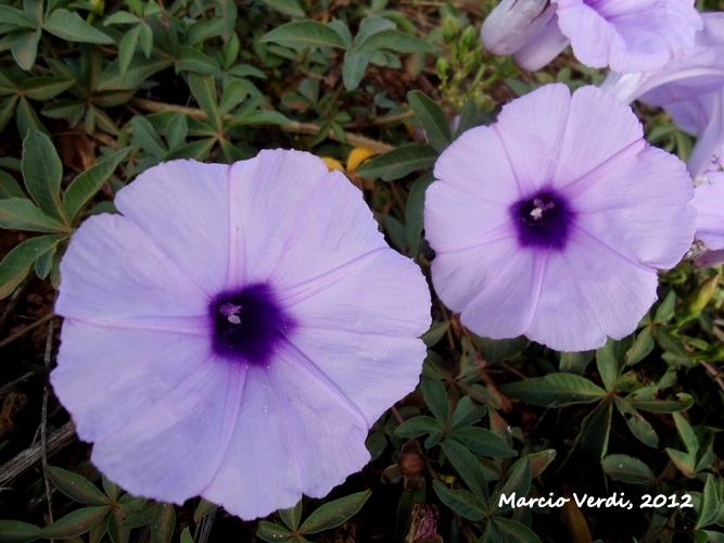 Ipomoea cairica