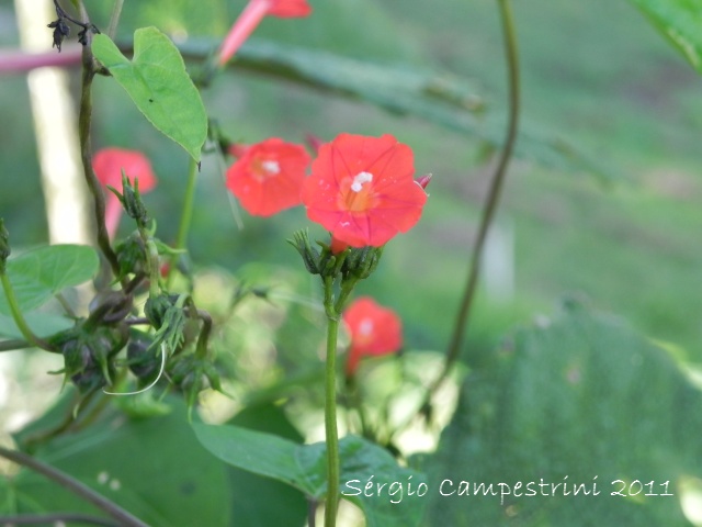 Ipomoea indivisa