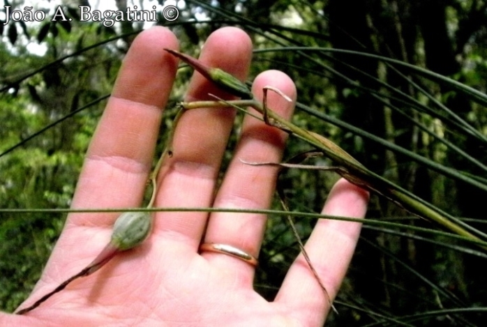 Billbergia nutans