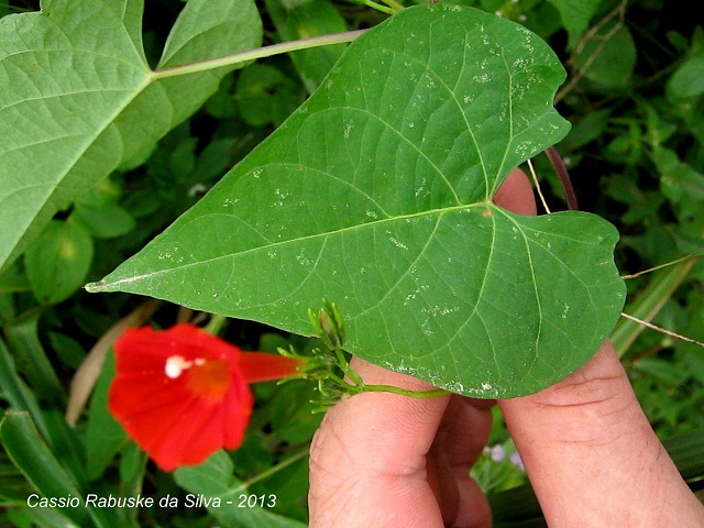 Ipomoea indivisa