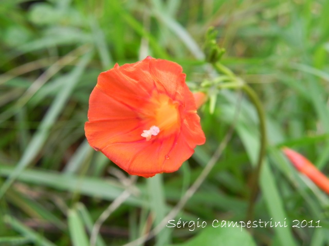 Ipomoea indivisa