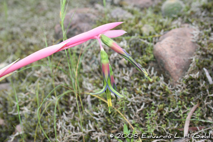 Billbergia nutans