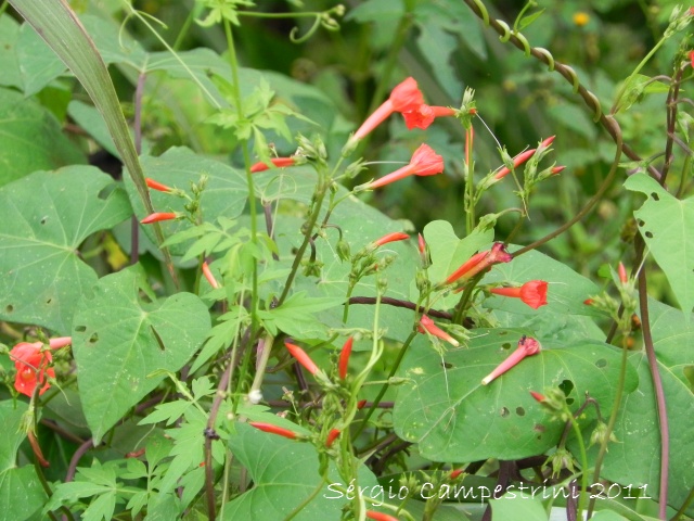 Ipomoea indivisa