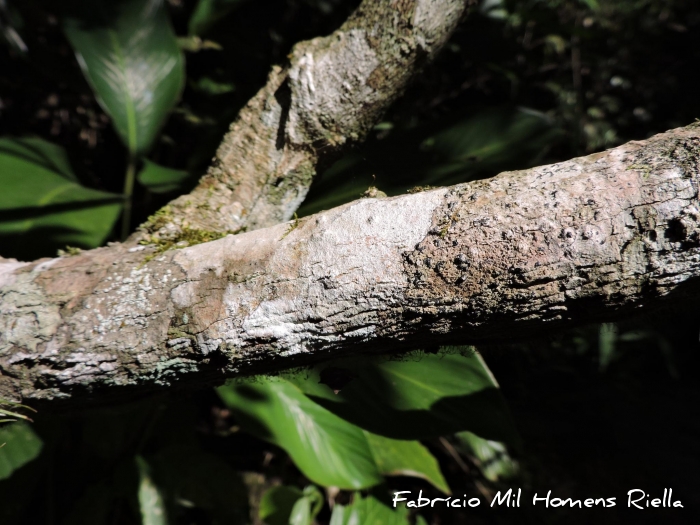 Aureliana fasciculata