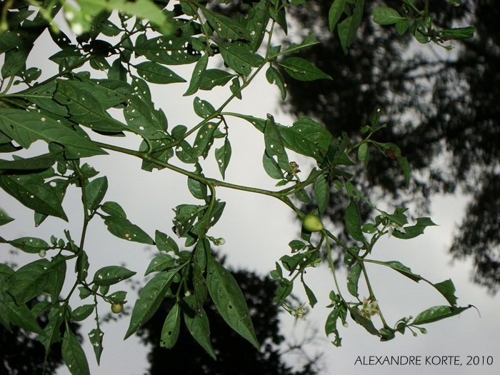 Aureliana fasciculata