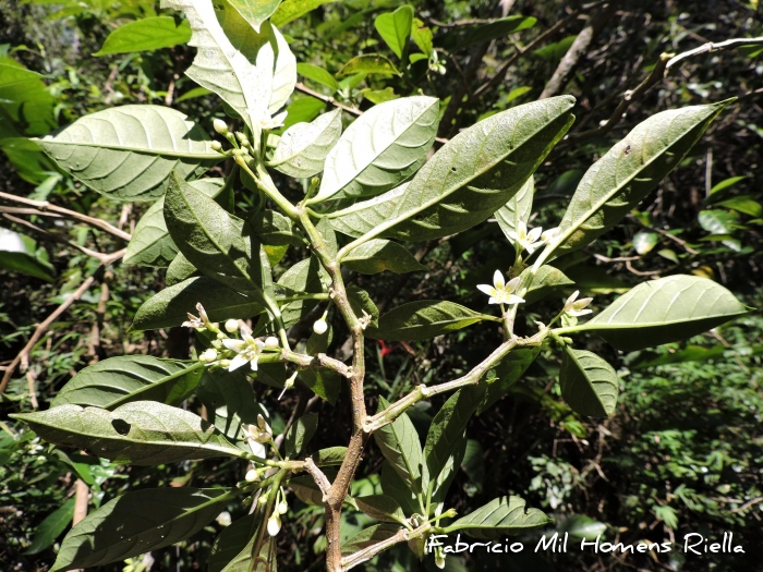 Aureliana fasciculata