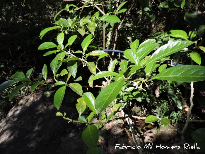 Aureliana fasciculata