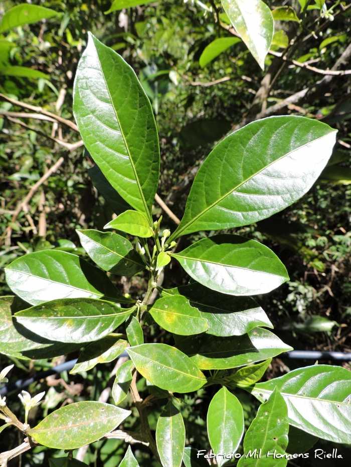 Aureliana fasciculata
