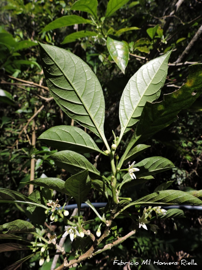 Aureliana fasciculata
