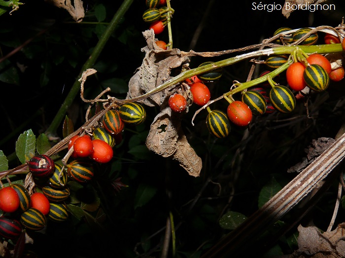 Cayaponia martiana