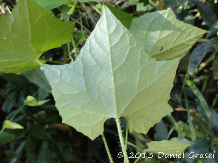 Melothria cucumis