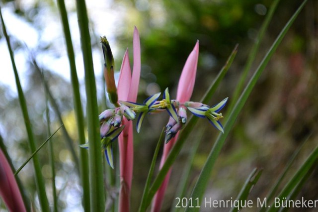 Billbergia nutans