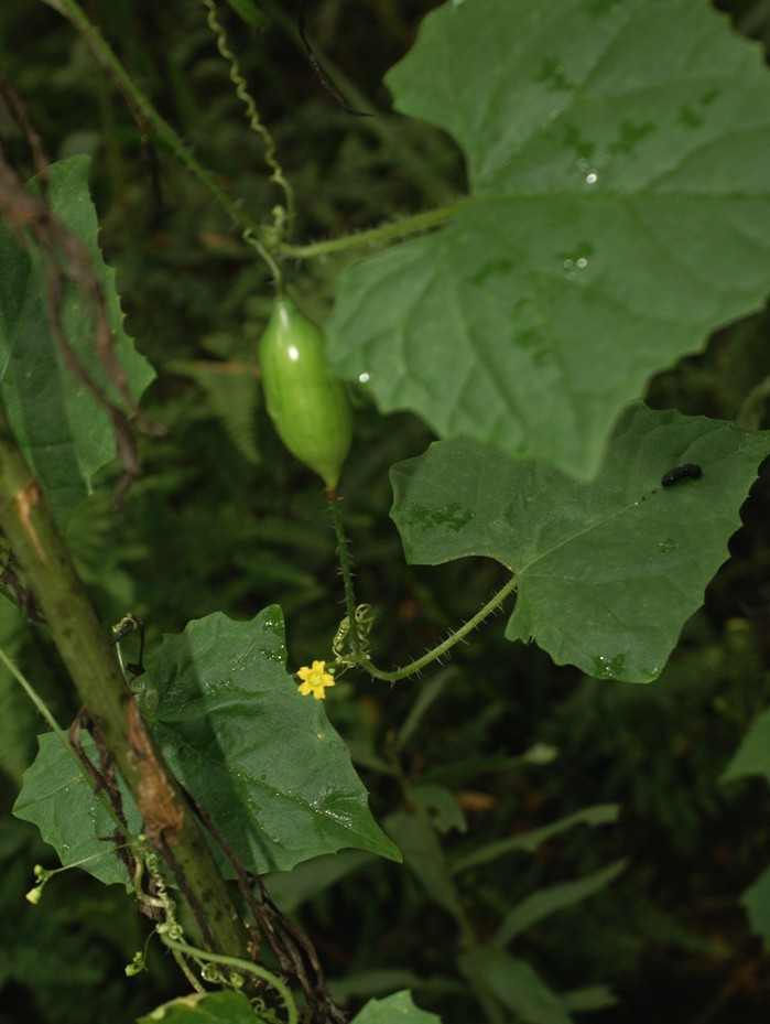 Melothria cucumis