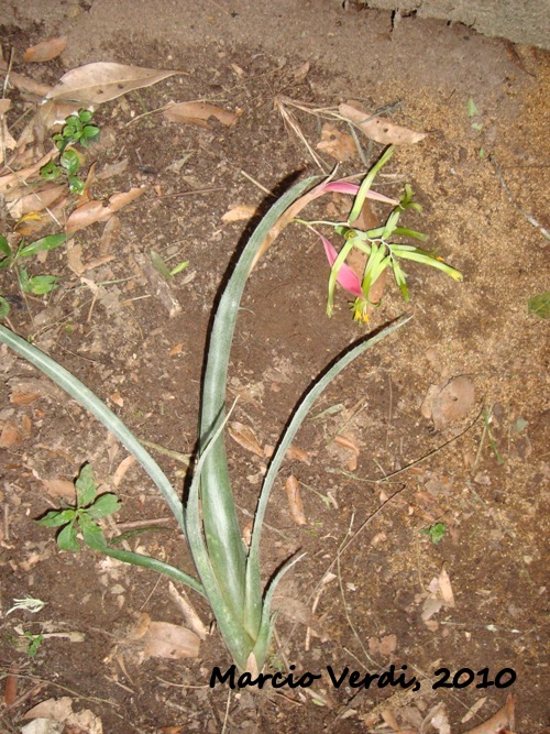 Billbergia distachya