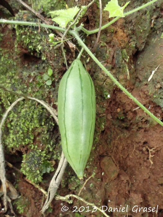 Melothria cucumis