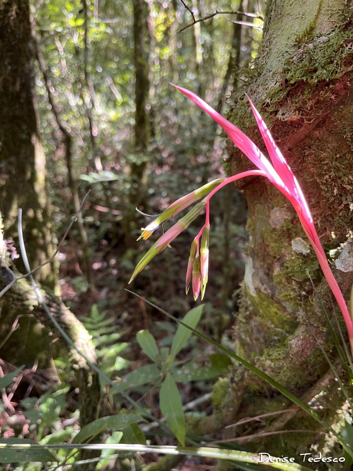 Billbergia nutans