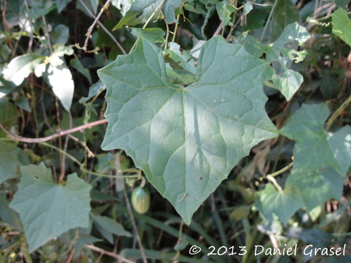 Melothria cucumis