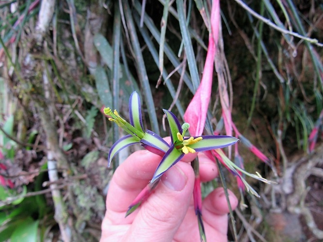 Billbergia nutans