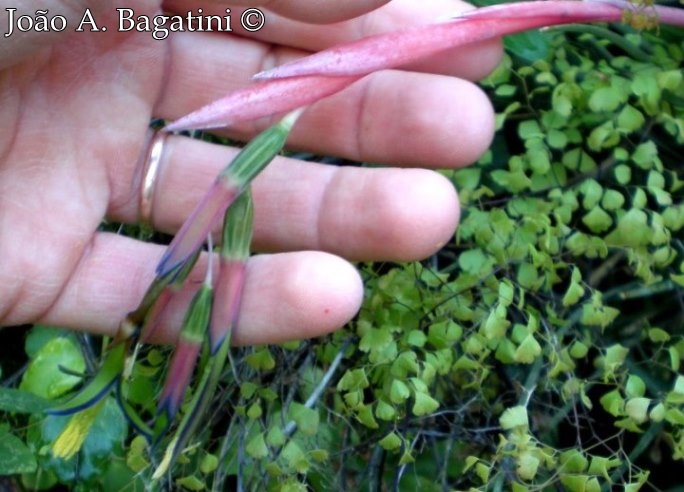 Billbergia nutans