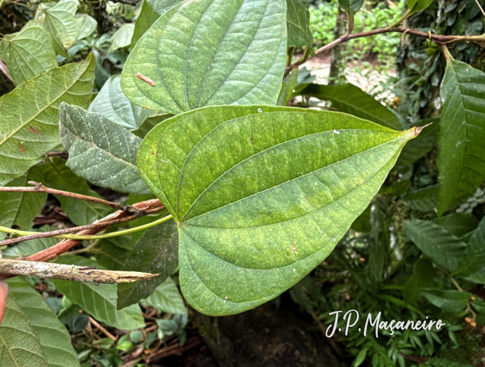 Dioscorea scabra